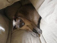 -滚猫咖啡·猫咖·猫友好撸猫(未来城店)