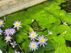 -国家植物园南园