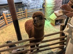 -Zoolung Zoolung动物主题公园(海信广场店)