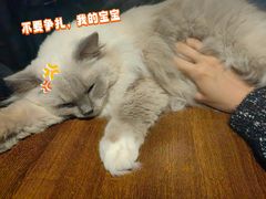 -豆逗聊愈猫阁Easy Life