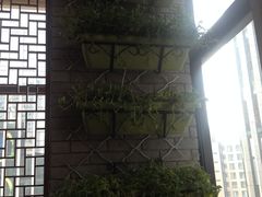 墙上的绿植-院落创意菜