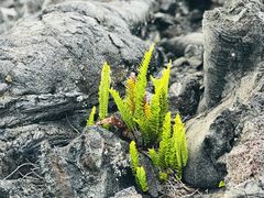 -夏威夷火山国家公园