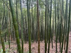 -西湖风景区十里琅珰-五云山