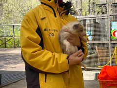 -宫城藏王狐狸村