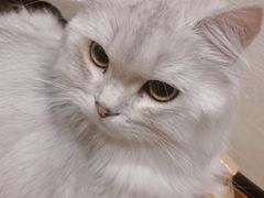 -逗柴咖啡屋·狗咖猫咖宠物桌游
