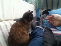 -Sirena海妖日咖夜酒