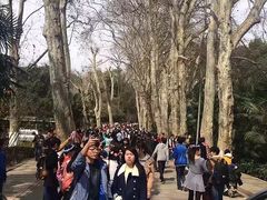 -武汉大学-樱园