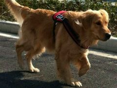 -乐嘟嘟宠物医院