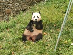 -卧龙中华大熊猫苑神树坪基地