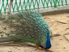 -西霞口神雕山野生动物世界