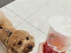 -CoCo都可(岱山店)