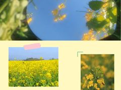-西京湾花海