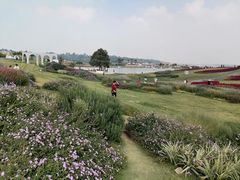 -空港花田景区