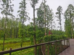 -黄海国家森林公园