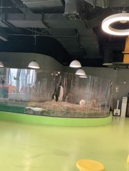 -七巧国萌宠乐园(龙湖天街店)