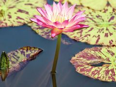 -国家植物园南园