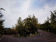 -铁山坪森林公园