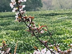 -中国茶叶博物馆(双峰馆区)