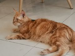 -平行世界·猫咖(首经贸店)