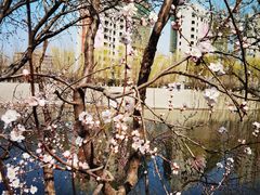 -桃花堤公园