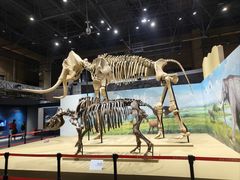 -国家自然博物馆