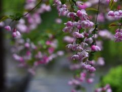 -太平天国历史博物馆(瞻园)
