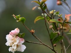 -南国桃园旅游度假区