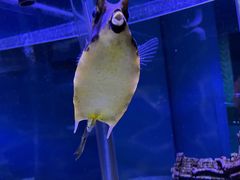 -太平洋海底世界