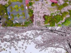 -顾村公园