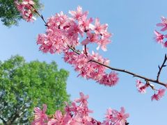 -顾村公园