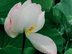 -四川大学(华西校区)