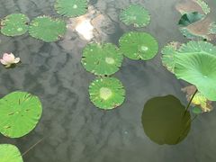 -焦岗湖旅游度假区