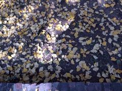 -陕西师范大学(雁塔校区)