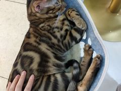 -糯米喵星人·撸猫猫舍咖啡馆(西市场嘉华店)