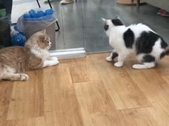 -猫冇咖·家门口的撸猫馆(大融城店)
