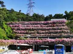 -深圳仙湖植物园