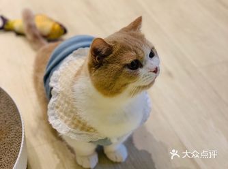 悠然午后肯定就要找一个撸猫咖啡店,治愈心情