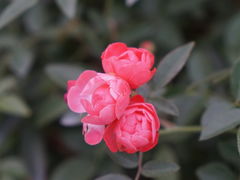 -香蜜公园