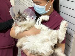 -美联众合爱康动物医院•复杂内科•肿瘤科•牙科•腔镜诊疗中心