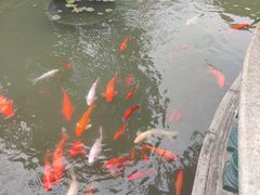 -碧江金楼