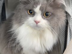 -顺强宠物诊所·狂犬免疫·夜诊·骨科(嘉定店)
