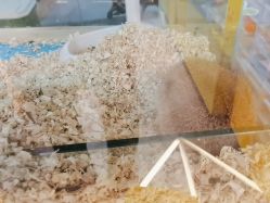 -神奇动物撸宠馆·羊驼·小浣熊·异宠(豫园店)