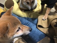 -逗柴咖啡屋·狗咖猫咖宠物桌游