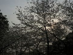 -武汉大学-樱园