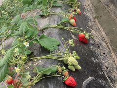 -胜丰草莓采摘园