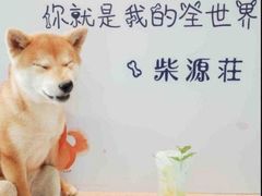 -柴源莊·柴小宠柴犬咖啡