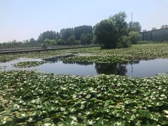-微山湖红荷湿地景区