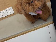 -瑞派康怡24h宠物医院·犬猫医疗中心·微创绝育(瑞景分院)
