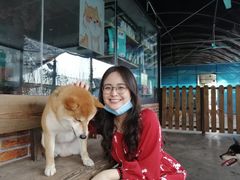 -柴犬高等学院·狗咖·柴犬售卖·宠物训练