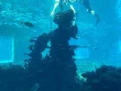 -海棠湾洲际-涛·海底餐厅·美人鱼·自助餐·海底隧道